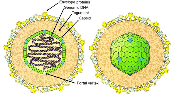 Infectie met het Epstein-Barr-virus: Virusinfecties: Merck ...