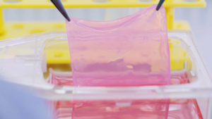 DenovoSkin, die Haut aus dem Labor, die auf der Basis menschlicher Hautzellen gezüchtet wird. Foto: WyssZurich