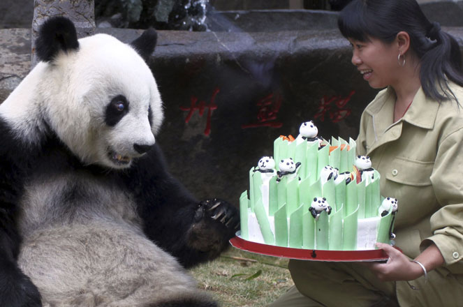A zookeeper presents a birthday cake to giant panda Bath at the Fuzhou Panda World
