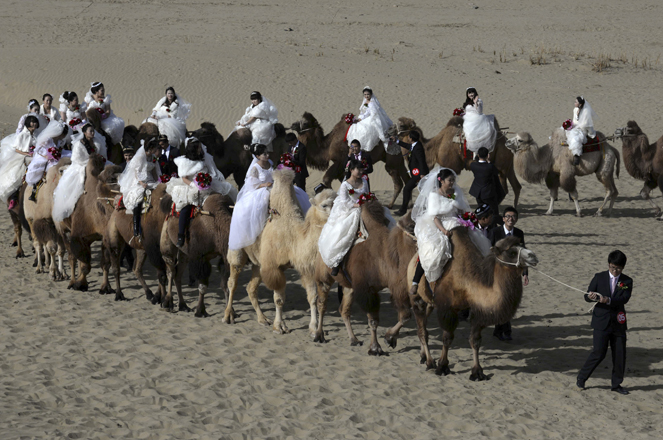 Newly-wed grooms lead camels carrying their brides during a mass wedding in a desert at a tourism area containing a populus euphratica reserve in Yuli county