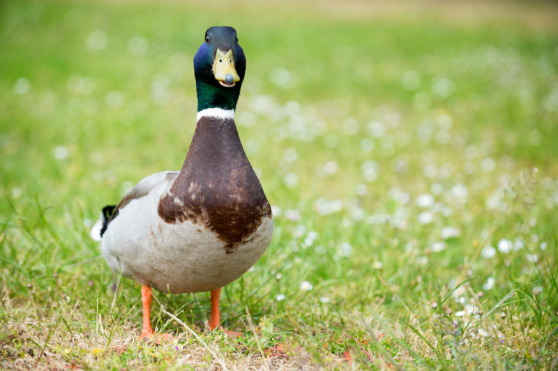 Gerade im Frühling sehr aktuell: Was, wenn die Ente einem beobachtet? Foto: iStock