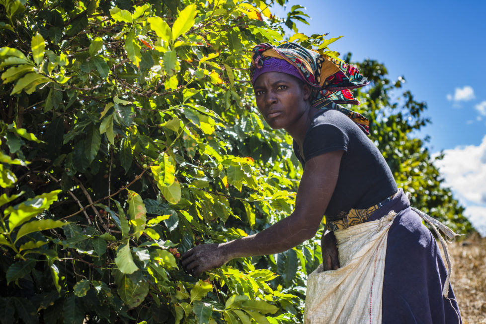 Fair Trade: Investieren in den Agrarsektor von Entwicklungsländern. Foto: Getty
