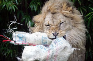 F-u-r-c-h-t-b-a-r-e Weihnachtsgeschenke: Der Löwe in Zoo von San Francisco zerlegt sein Weinachtsgeschenk in Einzelteile. (Keystone//Marcio Jose Sanchez)