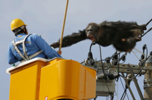 Der Lohn dafür ist ein Schrei ins Gesicht: Dieser Arbeiter muss einen Schimpansen einfangen, der aus dem Zoo in Sendai ausgebrochen ist. Foto: Kyodo News, AP, Keystone