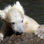A polar bear cub tries to get out of the water at the Leningrad Zoo in St. Petersburg