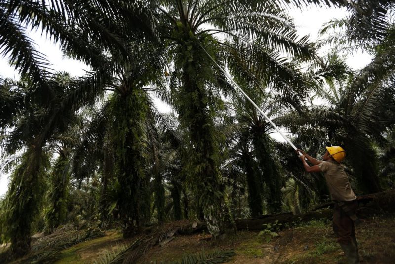 Lukratives Geschäft: Eine Palmölplantage in Tamiang, Indoniesien. Foto: Hotli Simanjuntak (EPA, Keystone)