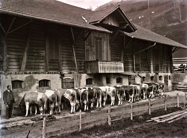 Arthur Zeller: Herde der Gebrüder Ueltschi vor dem Stall, Boltigen, 1921 Staatsarchiv des Kantons Bern, FN Zeller