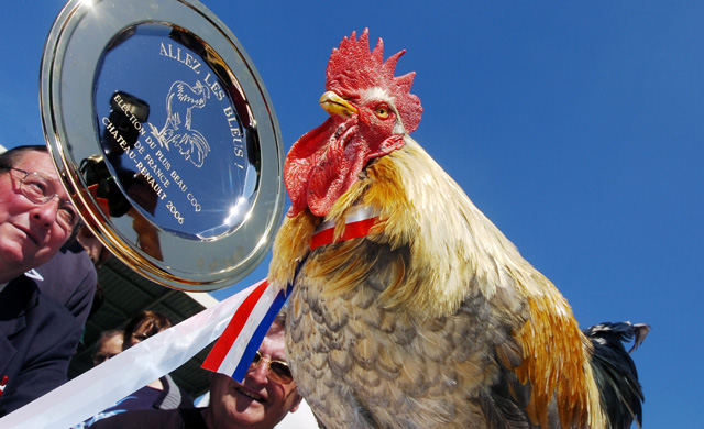 A picture taken 03 June 2006 shows 4-year-old rooster "P'Tit Claude" (Little Claude) in Chateau-Renault, center France, after it was elected 'France's most beautiful rooster' and 'Mascot of the French national football team' for the 2006 Fifa World Cup.  AFP PHOTO ALAIN JOCARD