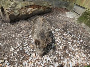 Wildschweingehege im Tierpark Dählhölzli
