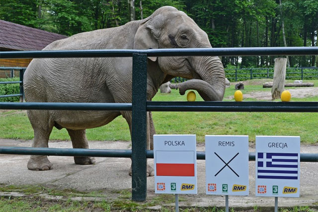 Ein Rüssel für Polen: Elefantendame Citta beim Tippen. (Bild: Carl de Souza, AFP)