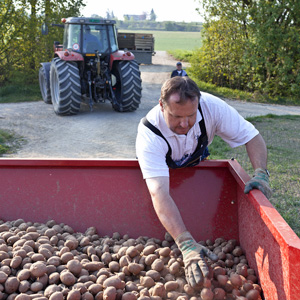 Ein Bauer im Berner Seeland begutachtet seine Kartoffeln. (Foto: Keystone)