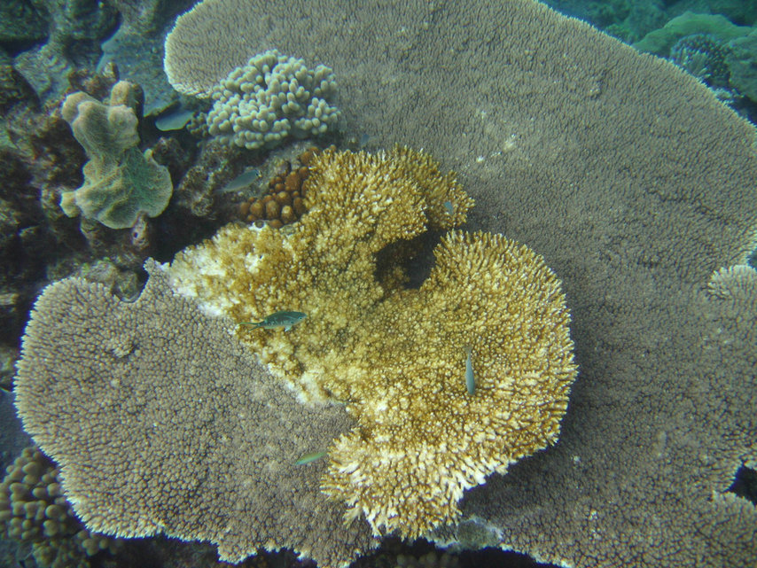 This undated photo released by the Australian Institute of Marine Science, shows white coral syndrome in Great Barrier Reef, Australia. Coral reefs in much of the Pacific Ocean are dying faster than previously thought, according to a study released Wednesday, Aug. 8, 2007, with the decline driven by climate change, disease and coastal development.  (AP Photo/Australian Institute of Marine Science)