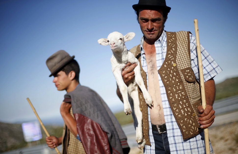 Shepherd Nuno Miguel, 34, holds a lamb as he herds his flock to summer pastures in Serra da Estrela, near Seia, Portugal June 28, 2015. In late June, shepherds young and old in the Seia region of central Portugal start guiding sheep, goats and cattle to the Serra da Estrela, the countryÄôs highest mountains, in search of better pastures. There they stay until the end of September. Modern-day shepherds may have mobile phones to keep in touch with family and friends, but their lifestyle has changed little for centuries. The sound of cowbells and the bark of longhaired mastiffs starts early in the morning as the animals Äì often decorated with traditional woollen balls on their horns - are herded up steep, narrow paths. REUTERS/Rafael Marchante TPX IMAGES OF THE DAY PICTURE 6 OF 23 FOR WIDER IMAGE STORY "OLD TRADITIONS, NEW PASTURES" SEARCH "SERRA DA ESTRELA" FOR ALL PICTURES      TPX IMAGES OF THE DAY