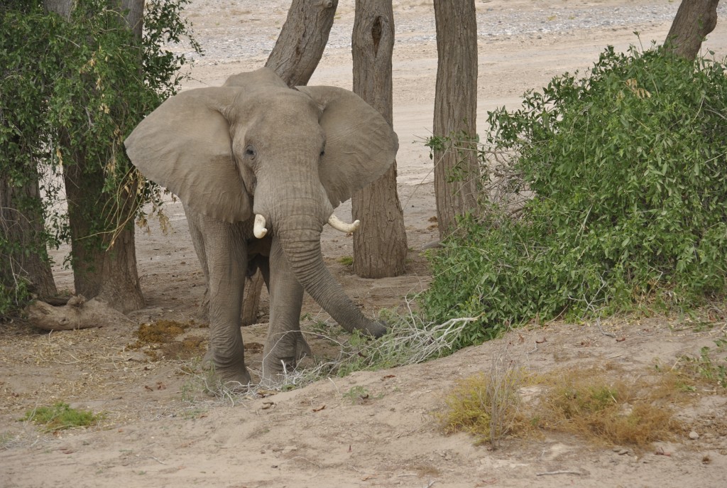 *** REISEN*** Bilder namibia elefant Foto: Daniel J. Schüz Autor/Reisereporter Kronenweg 14 CH 8127 Forch T: +41 43 288 05 60 M: +41 79 456 12 03
