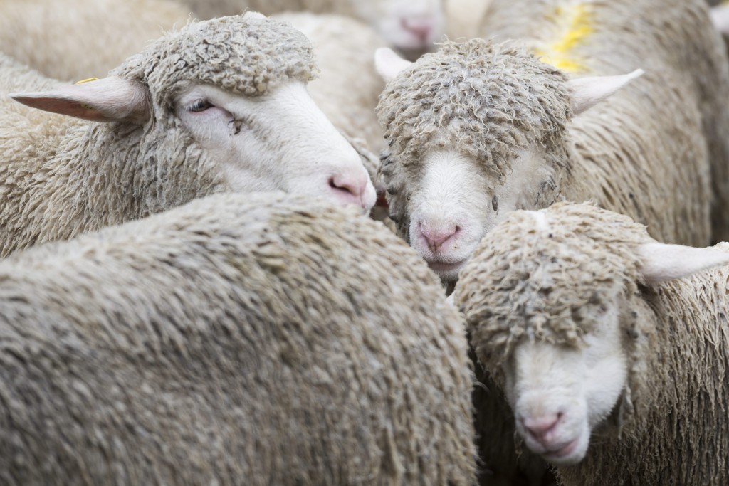 Schafe stehen im Regen an der traditionellen "Schafteilet" an welcher die Tiere nach dem Alpsommer auf ihre Besitzer aufgeteilt werden, aufgenommen am Donnerstag, 17. September 2015, in Vals. (KEYSTONE/Gian Ehrenzeller)