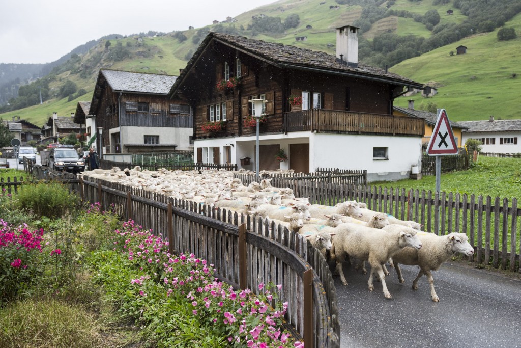 Schafe werden von der Canalalp nach Vals getrieben, wo sie bei der "Schafteilet" auf ihre Besitzer aufgeteilt werden, aufgenommen am Donnerstag, 17. September 2015, in Vals. (KEYSTONE/Gian Ehrenzeller) Sheep were driven down to the valley after a summer on the alp, on Thursday, September 17, 2015, in Vals, canton of Grisons, eastern Switzerland. (KEYSTONE/Gian Ehrenzeller)