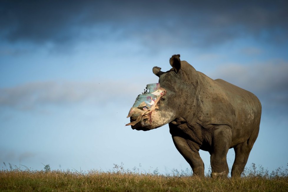 JAHRESRUECKBLICK 2015 - MAI - epa04769538 A handout image released by Adrian Steirn shows Hope, a four-year old female rhino that survived an horrific poaching attack thanks to dramatic intervention by specialist medical staff in South Africa, recovers at Shamwari Game Reserve in the Eastern Cape, South Africa, 26 May 2015. Hope was attacked by poachers in the first week of May 2015. The poachers darted her with tranquillising drugs and hacked off her horn, leaving her for dead. The attack is one of a series of losses suffered by Lombardi Nature Reserve in the last month. After the attack, Hope was transferred to Shamwari Game Reserve in the Eastern Cape to receive further treatment. Major surgery was performed on 18 May by Dr Gerhard Steenkamp of the University of Pretoria and a veterinary team to fit the protective plate that can be seen covering the wound. Hope is being cared for by Saving the Survivors, an organisation which works specifically to save rhino that have been victims of poaching attacks. South Africa has seen three of the worst years on record for rhino poaching. In 2012 poachers killed 668 rhino building to a total of 1215 in 2014. 2015 is on track to exceed those numbers. (KEYSTONE/EPA/ADRIAN STEIRN) HANDOUT EDITORIAL USE ONLY/NO SALES