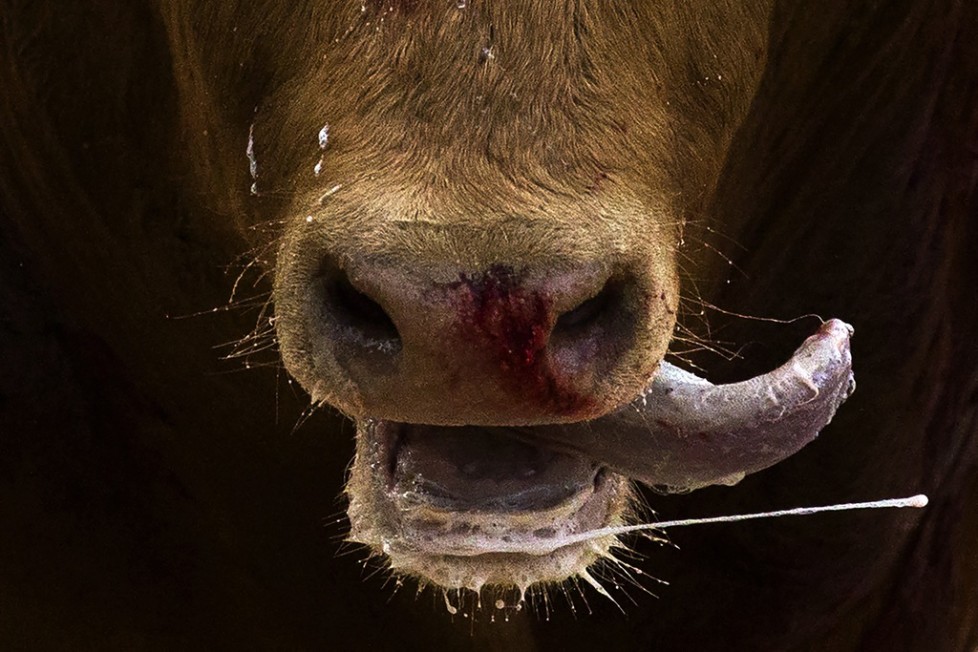 FILE - In this May 1, 2015 file photo bull reacts after a bullfighter nailed a "banderilla" on his back during a bullfight at Las Ventas bullring in Madrid, Spain. Bullfighting is a traditional spectacle in Spain and the season runs from March to October. (AP Photo/Andres Kudacki, file)