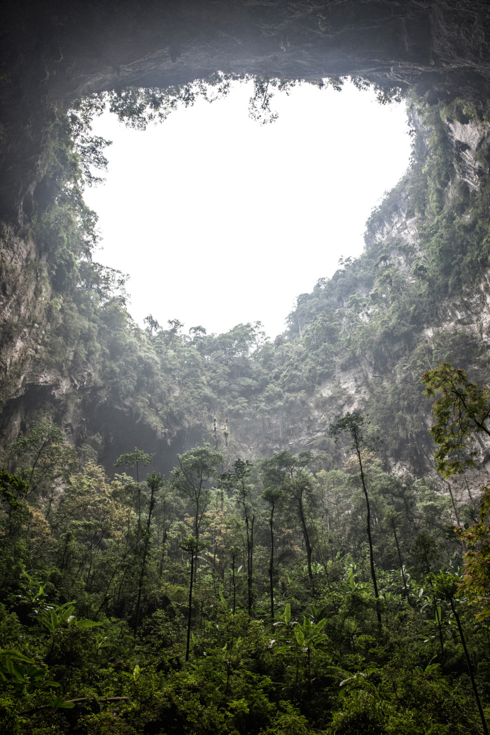 Jungle in the second Doline in Son Doong Cave. Foto: Tanja Demarmels
