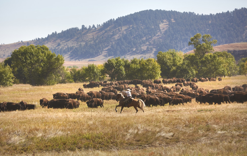 South Dakota USA, Buffalo Roundup 2015 im Custer State Park. Foto: Moritz Hager