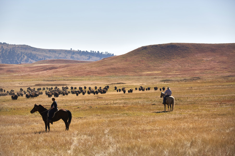 South Dakota USA, Buffalo Roundup 2015 im Custer State Park. Foto: Moritz Hager
