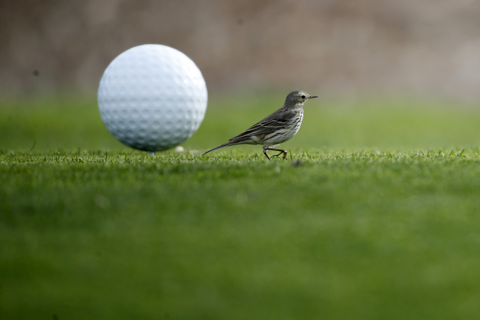 SAN DIEGO, CA - JANUARY 27: A small bird lands on the 17th tee during the Farmers Insurance Open Zurich Pro-Am at Torrey Pines North on January 27, 2016 in San Diego, California. (Photo by Sean M. Haffey/Getty Images)