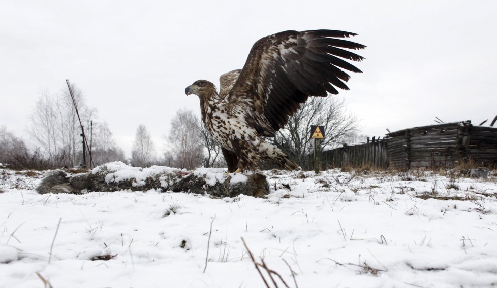 A white-tailed eagle lands on a wolf's carcass in the 30 km (19 miles) exclusion zone around the Chernobyl nuclear reactor, in the abandoned village of Dronki, Belarus, February 15, 2016. What happens to the environment when humans disappear? Thirty years after the Chernobyl nuclear disaster, booming populations of wolf, elk and other wildlife in the vast contaminated zone in Belarus and Ukraine provide a clue. On April 26, 1986, a botched test at the nuclear plant in Ukraine, then a Soviet republic, sent clouds of smouldering radioactive material across large swathes of Europe. Over 100,000 people had to abandon the area permanently, leaving native animals the sole occupants of a cross-border "exclusion zone" roughly the size of Luxembourg. REUTERS/Vasily Fedosenko SEARCH "WILD CHERNOBYL" FOR THIS STORY. SEARCH "THE WIDER IMAGE" FOR ALL STORIES TPX IMAGES OF THE DAY