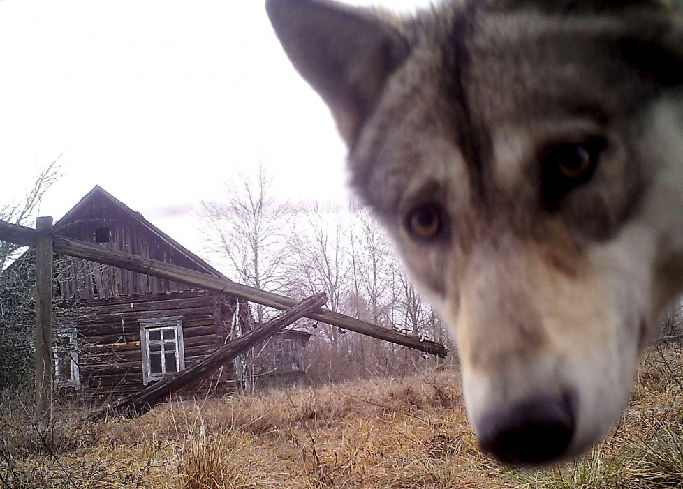 A wolf looks into the camera at the 30 km (19 miles) exclusion zone around the Chernobyl nuclear reactor in the abandoned village of Orevichi, Belarus, March 2, 2016. What happens to the environment when humans disappear? Thirty years after the Chernobyl nuclear disaster, booming populations of wolf, elk and other wildlife in the vast contaminated zone in Belarus and Ukraine provide a clue. On April 26, 1986, a botched test at the nuclear plant in Ukraine, then a Soviet republic, sent clouds of smouldering radioactive material across large swathes of Europe. Over 100,000 people had to abandon the area permanently, leaving native animals the sole occupants of a cross-border "exclusion zone" roughly the size of Luxembourg. Photo taken with trail camera. REUTERS/Vasily Fedosenko SEARCH "WILD CHERNOBYL" FOR THIS STORY. SEARCH "THE WIDER IMAGE" FOR ALL STORIES TPX IMAGES OF THE DAY