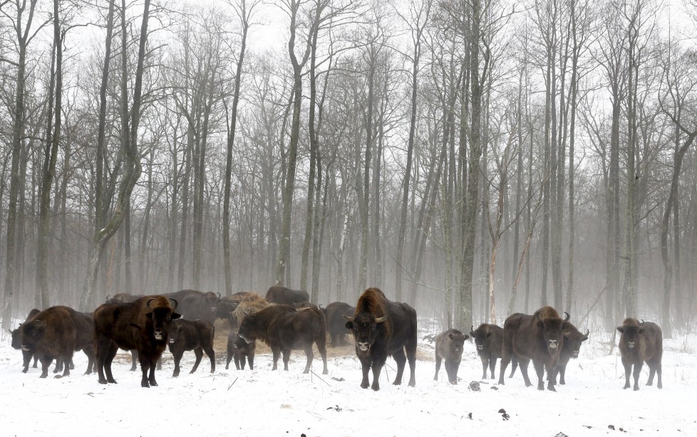 Bisons are seen at a bison nursery in the 30 km (19 miles) exclusion zone around the Chernobyl nuclear reactor near the abandoned village of Dronki, Belarus, January 28, 2016. What happens to the environment when humans disappear? Thirty years after the Chernobyl nuclear disaster, booming populations of wolf, elk and other wildlife in the vast contaminated zone in Belarus and Ukraine provide a clue. On April 26, 1986, a botched test at the nuclear plant in Ukraine, then a Soviet republic, sent clouds of smouldering radioactive material across large swathes of Europe. Over 100,000 people had to abandon the area permanently, leaving native animals the sole occupants of a cross-border "exclusion zone" roughly the size of Luxembourg. REUTERS/Vasily Fedosenko SEARCH "WILD CHERNOBYL" FOR THIS STORY. SEARCH "THE WIDER IMAGE" FOR ALL STORIES