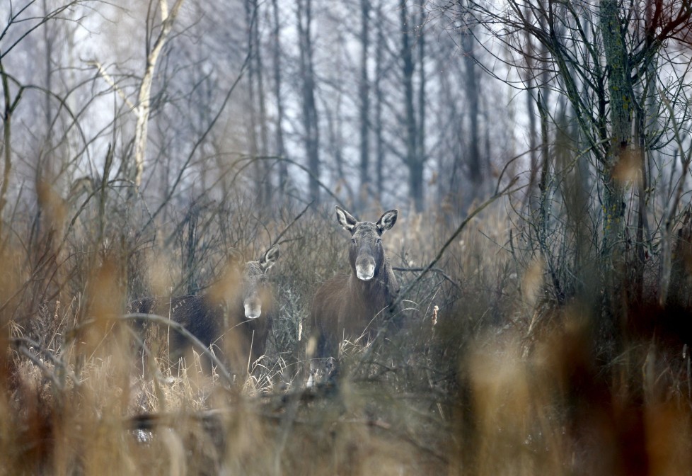 Elks are seen in the 30 km (19 miles) exclusion zone around the Chernobyl nuclear reactor near the abandoned village of Dronki, Belarus, January 28, 2016. What happens to the environment when humans disappear? Thirty years after the Chernobyl nuclear disaster, booming populations of wolf, elk and other wildlife in the vast contaminated zone in Belarus and Ukraine provide a clue. On April 26, 1986, a botched test at the nuclear plant in Ukraine, then a Soviet republic, sent clouds of smouldering radioactive material across large swathes of Europe. Over 100,000 people had to abandon the area permanently, leaving native animals the sole occupants of a cross-border "exclusion zone" roughly the size of Luxembourg. REUTERS/Vasily Fedosenko SEARCH "WILD CHERNOBYL" FOR THIS STORY. SEARCH "THE WIDER IMAGE" FOR ALL STORIES