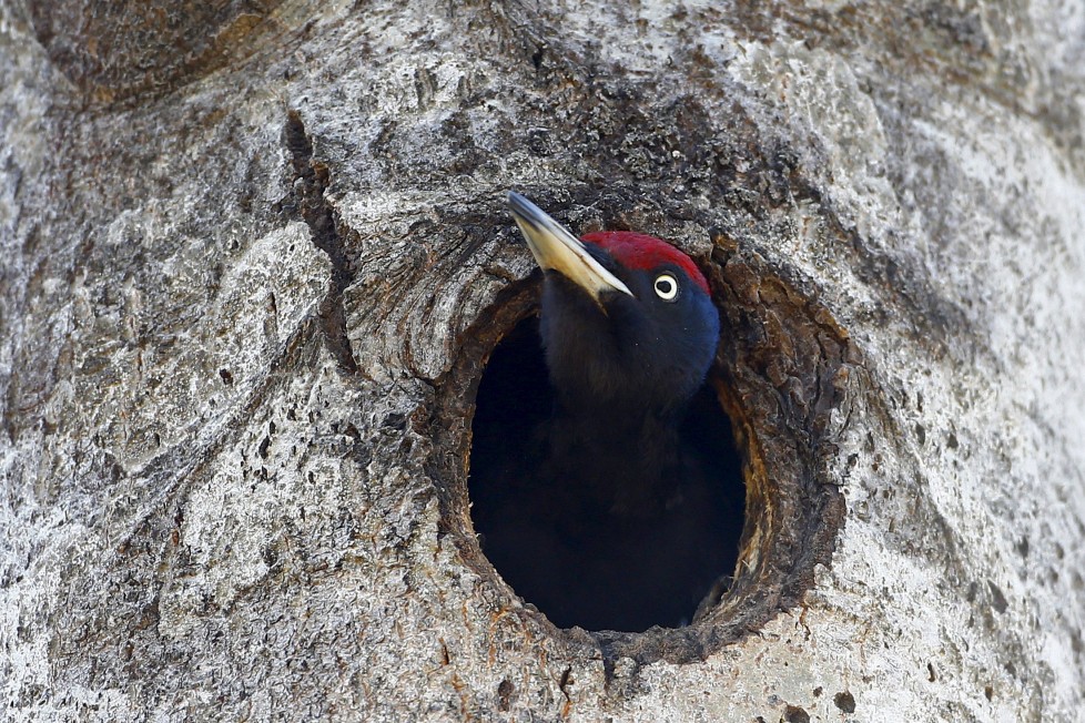 A woodpecker looks out of a hollow in a tree in the 30 km (19 miles) exclusion zone around the Chernobyl nuclear reactor near the abandoned village of Babchin, Belarus, April 3, 2016. What happens to the environment when humans disappear? Thirty years after the Chernobyl nuclear disaster, booming populations of wolf, elk and other wildlife in the vast contaminated zone in Belarus and Ukraine provide a clue. On April 26, 1986, a botched test at the nuclear plant in Ukraine, then a Soviet republic, sent clouds of smouldering radioactive material across large swathes of Europe. Over 100,000 people had to abandon the area permanently, leaving native animals the sole occupants of a cross-border "exclusion zone" roughly the size of Luxembourg. REUTERS/Vasily Fedosenko SEARCH "WILD CHERNOBYL" FOR THIS STORY. SEARCH "THE WIDER IMAGE" FOR ALL STORIES