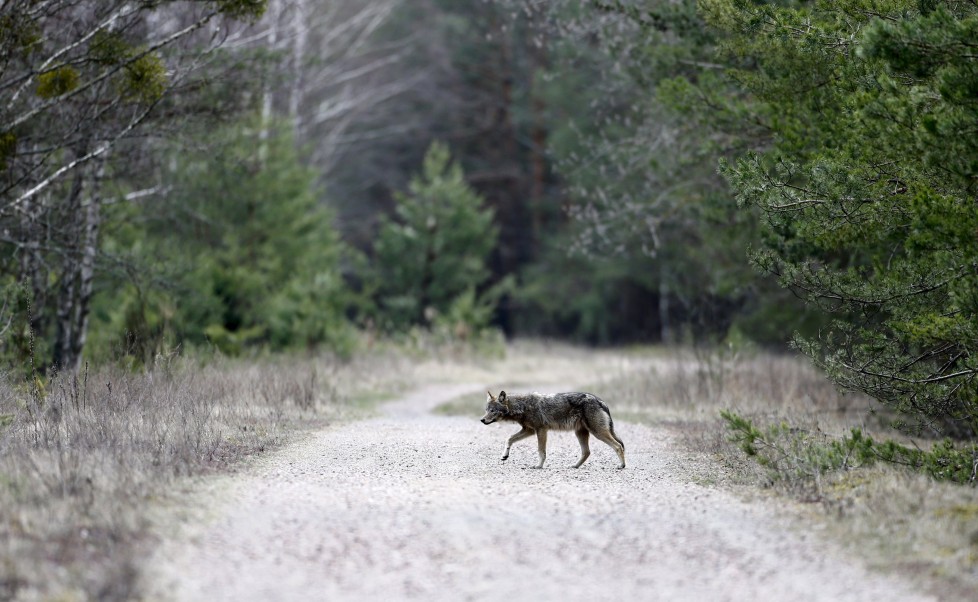 A wolf crosses a road in a forest in the 30 km (19 miles) exclusion zone around the Chernobyl nuclear reactor near the abandoned village of Dronki, Belarus, April 2, 2016. What happens to the environment when humans disappear? Thirty years after the Chernobyl nuclear disaster, booming populations of wolf, elk and other wildlife in the vast contaminated zone in Belarus and Ukraine provide a clue. On April 26, 1986, a botched test at the nuclear plant in Ukraine, then a Soviet republic, sent clouds of smouldering radioactive material across large swathes of Europe. Over 100,000 people had to abandon the area permanently, leaving native animals the sole occupants of a cross-border "exclusion zone" roughly the size of Luxembourg. REUTERS/Vasily Fedosenko SEARCH "WILD CHERNOBYL" FOR THIS STORY. SEARCH "THE WIDER IMAGE" FOR ALL STORIES