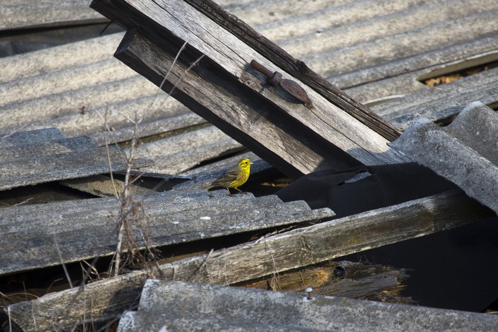 A yellowhammer is seen on the remains of a house at the 30 km (19 miles) exclusion zone around the Chernobyl nuclear reactor in the abandoned village of Orevichi, Belarus, March 12, 2016. What happens to the environment when humans disappear? Thirty years after the Chernobyl nuclear disaster, booming populations of wolf, elk and other wildlife in the vast contaminated zone in Belarus and Ukraine provide a clue. On April 26, 1986, a botched test at the nuclear plant in Ukraine, then a Soviet republic, sent clouds of smouldering radioactive material across large swathes of Europe. Over 100,000 people had to abandon the area permanently, leaving native animals the sole occupants of a cross-border "exclusion zone" roughly the size of Luxembourg. REUTERS/Vasily Fedosenko SEARCH "WILD CHERNOBYL" FOR THIS STORY. SEARCH "THE WIDER IMAGE" FOR ALL STORIES
