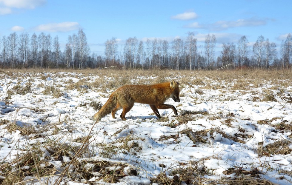 A fox walks through the 30 km (19 miles) exclusion zone around the Chernobyl nuclear reactor near the abandoned village of Babchin, Belarus, March 5, 2016. What happens to the environment when humans disappear? Thirty years after the Chernobyl nuclear disaster, booming populations of wolf, elk and other wildlife in the vast contaminated zone in Belarus and Ukraine provide a clue. On April 26, 1986, a botched test at the nuclear plant in Ukraine, then a Soviet republic, sent clouds of smouldering radioactive material across large swathes of Europe. Over 100,000 people had to abandon the area permanently, leaving native animals the sole occupants of a cross-border "exclusion zone" roughly the size of Luxembourg. REUTERS/Vasily Fedosenko SEARCH "WILD CHERNOBYL" FOR THIS STORY. SEARCH "THE WIDER IMAGE" FOR ALL STORIES