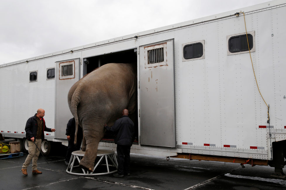 A performing elephant is loaded on to a truck following its final show for the Ringling Bros and Barnum & Bailey Circus in Wilkes-Barre, Pennsylvania, U.S., May 1, 2016. REUTERS/Andrew Kelly - RTX2CDEN