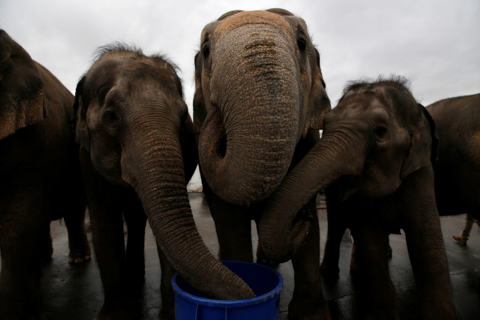 Performing elephants drink water after appearing in their final show for the Ringling Bros and Barnum & Bailey Circus in Wilkes-Barre, Pennsylvania, U.S., May 1, 2016. REUTERS/Andrew Kelly - RTX2CDF1