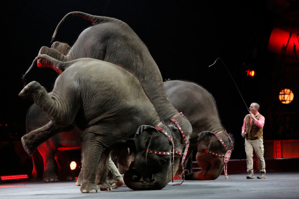 Elephants perform during Ringling Bros and Barnum & Bailey Circus' "Circus Extreme" show at the Mohegan Sun Arena at Casey Plaza in Wilkes-Barre, Pennsylvania, U.S., April 30, 2016. To match Feature USA-CIRCUS/ELEPHANTS REUTERS/Andrew Kelly TPX IMAGES OF THE DAY - RTX2C9TF