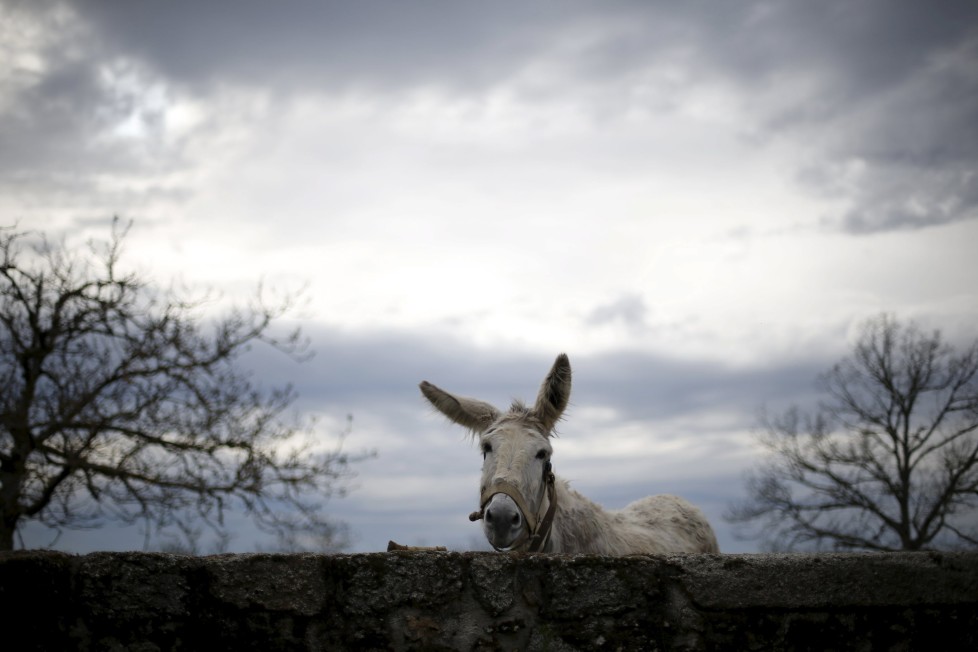A donkey stays inside a pen in Povoa de Agracoes near Chaves, Portugal, April 18, 2016. In the villages of Agracoes and Povoa de Agracoe, the steady drip-drip of emigration has brought down population numbers from more than 50 residents to fewer than a dozen each. These remaining villagers share the same glum acceptance that, after they have gone, their villages will die out too. It is the same desolate picture in scores of other backwater settlements in Portugal's interior, north to south. REUTERS/Rafael Marchante SEARCH "ABANDONED PORTUGAL" FOR THIS STORY. SEARCH "THE WIDER IMAGE" FOR ALL STORIES