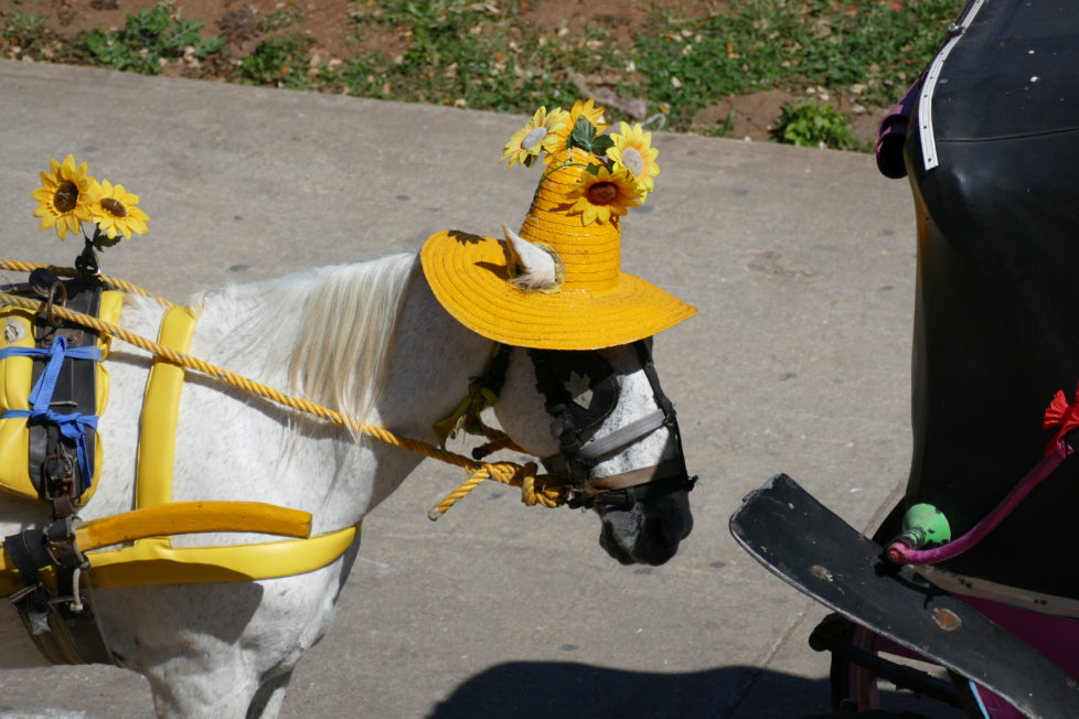 Fotowettbewerb KW 30 - Hitze In Merida/Mexico tragen die Pferde bei grosser Hitze Hüte, damit das Warten auf Touristen etwas angenehmer ist
