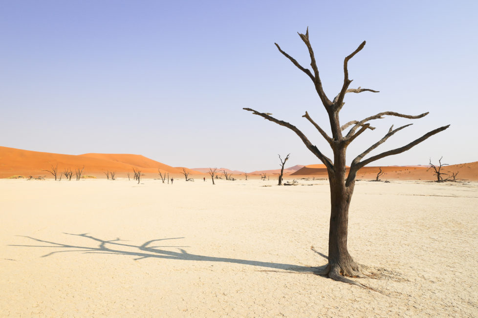 Fotowettbewerb KW 30 - Hitze Vertrockneter Akazienbaum in der Namib Wüste (Dead Vlei) in Namibi