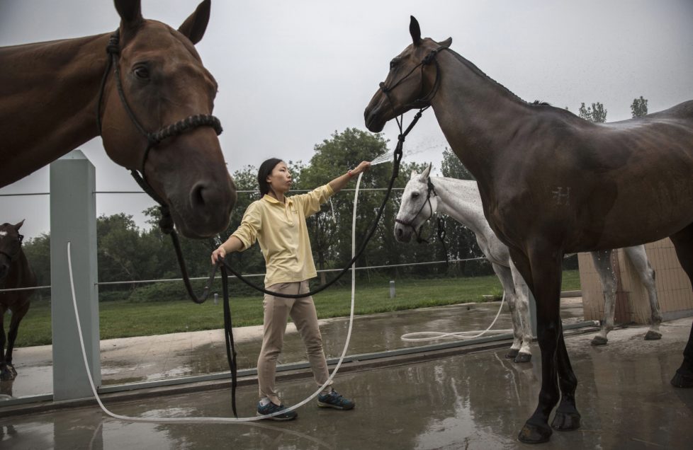 TIANJIN, CHINA - JULY 17: A Chinese horse trainer washes polo horses after exercise at the Tianjin Goldin Metropolitan Polo Club on July 17, 2016 in Tianjin, China. China's rising affluence has nurtured growing interest in polo and other past-times regarded as noble or prestigious by the country's elite. Clubs and international-size polo fields have been built in various cities including Beijing and Shanghai, and on the outskirts of Tianjin, where membership at the exclusive Goldin Metropolitan, China's largest polo club, is by invitation-only and fees can be significant for polo team owners. Increasingly, wealthy Chinese parents are choosing polo and other equestrian activities for their children as a way to bolster their credentials for admission to top-tier universities in the United States and the United Kingdom. While the so-called "sport of kings" became a mainstay in Hong Kong during the era of British rule, polo is a relatively new sport to mainland China. Professional polo players are frequently flown in from countries such as New Zealand and Argentina in order to field competitive matches. Many of the polo clubs in China are tied to luxury real estate developments. (Photo by Kevin Frayer/Getty Images)