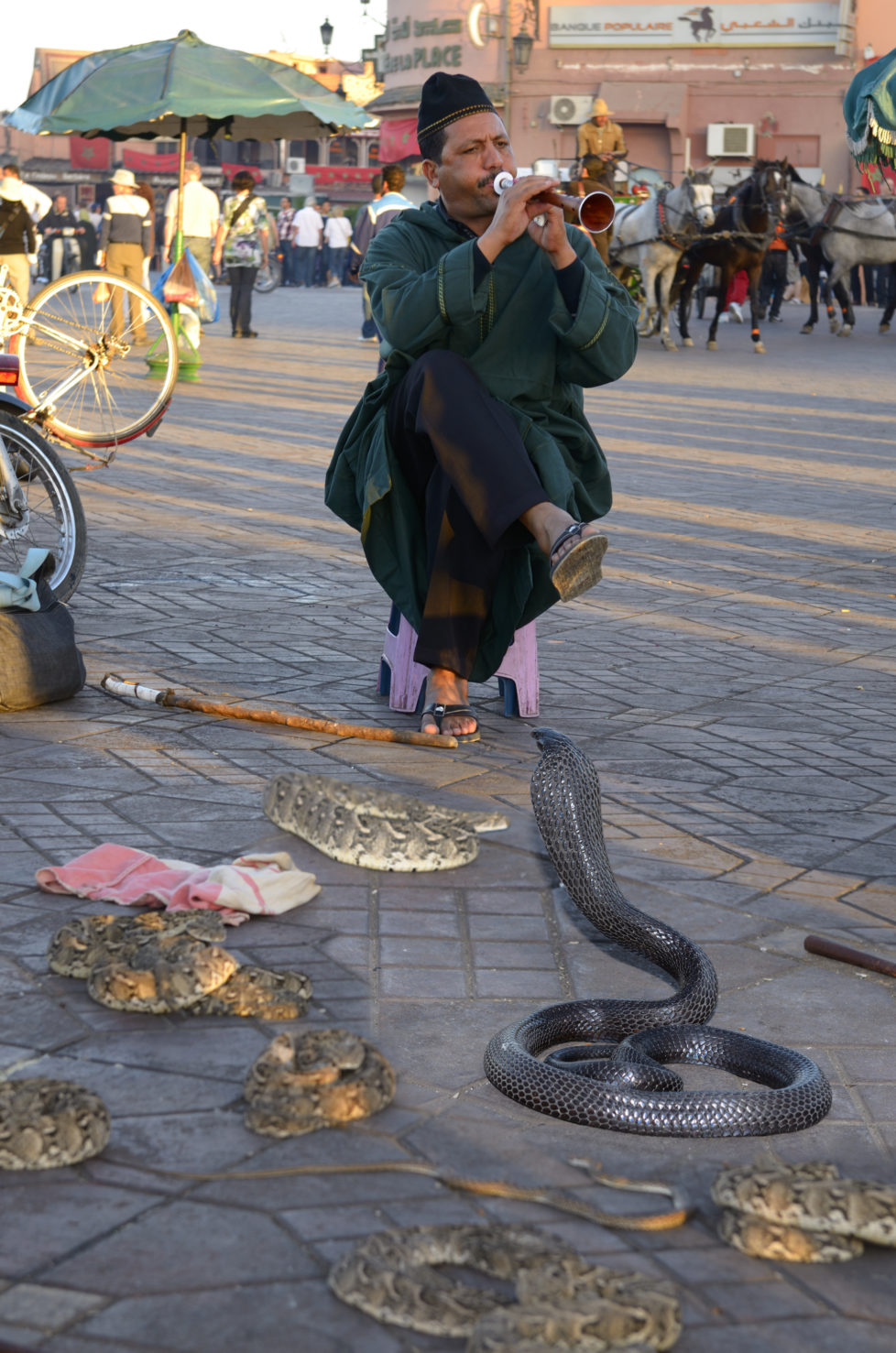 Coiled black cobra and other snakes being charmed by a flute in Place Djemaa el Fna Marrakech. (Photo by: Education Images/UIG via Getty Images)