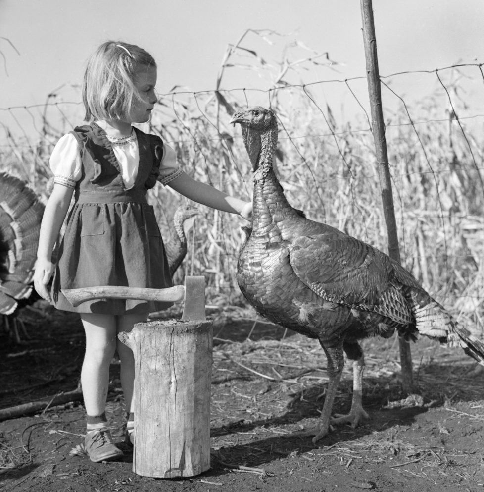A pre-thanksgiving scene appears to show a turkey seemingly pleading for its life with a little girl who is ready to wield a hatchet. (Photo by Jonathan Kirn/Corbis via Getty Images)